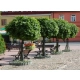 KLON kulisty zielony szczepiony Globosum - sadzonki 200 / 220 cm